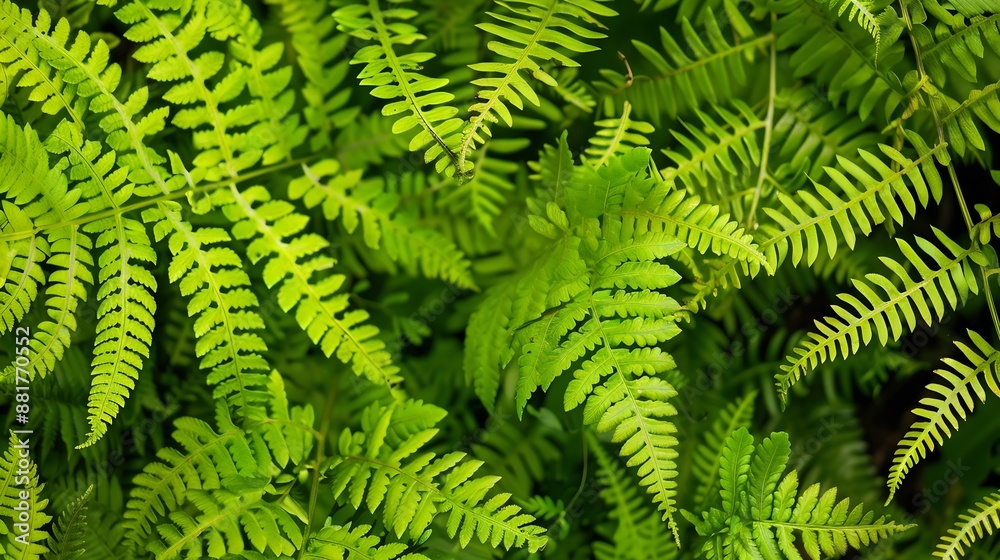 Poster beautiful fern in forest of norway fern leaves close up fern leaf texture in nature background natur