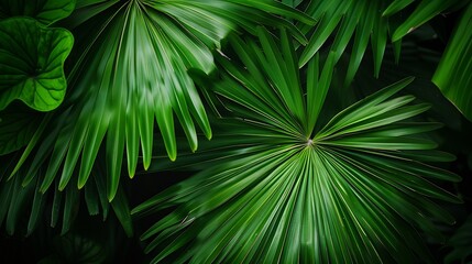 Obraz premium close up green palm leaf texture leaf of Ruffled Fan Palm : Generative AI