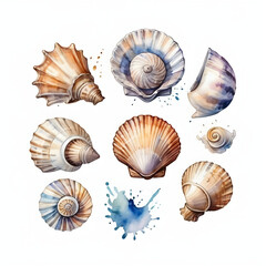 set seashells isolated on white background