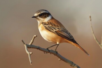 Fototapeta premium A small bird is seen sitting on the top of a tree branch, possibly searching for food or taking a break
