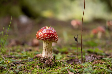 Autumnal background. Amanita muscaria mushroom in a forest. Harvest fungi. Fly agaric, wild poisonous red mushroom against a brown fallen leaves. Fall season. Red-headed hallucinogenic toxic fungus.