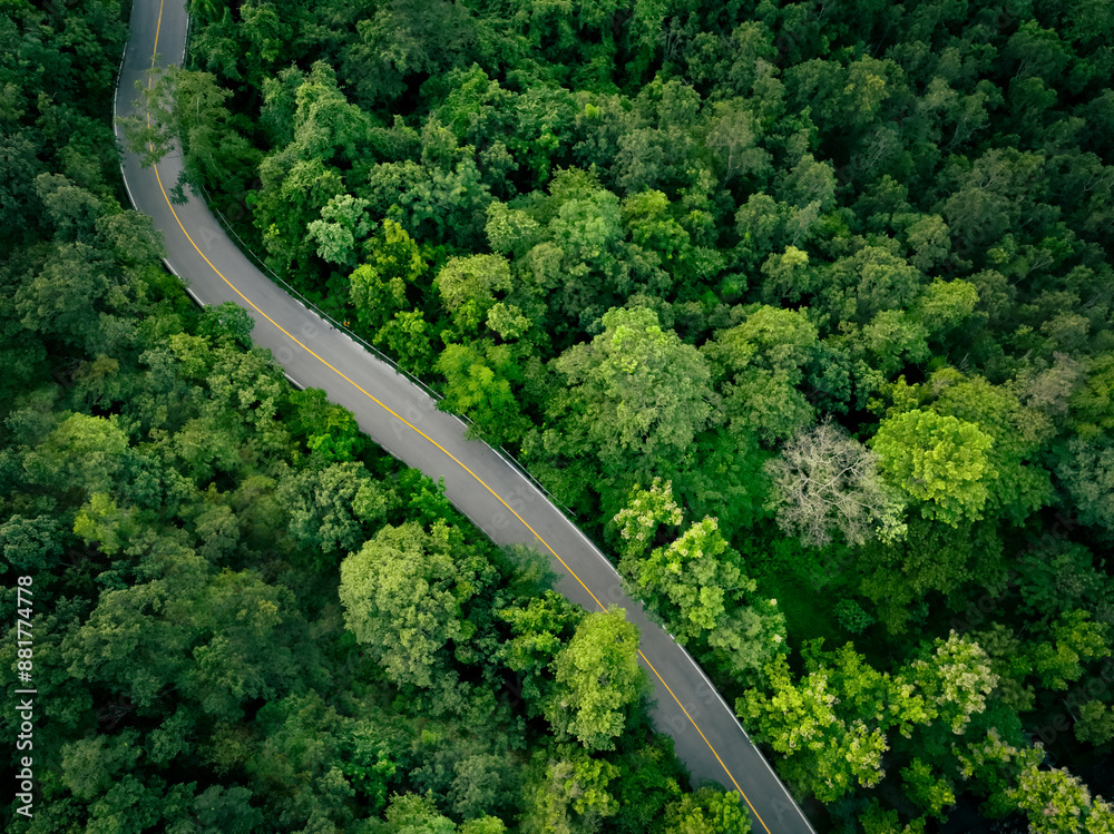 Wall mural aerial view of dense green trees in forest capture co2 and curve highway road. green trees backgroun