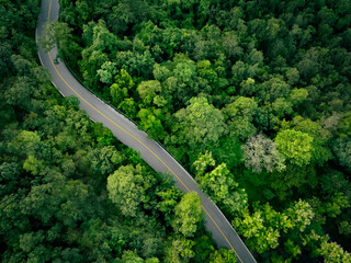Aerial view of dense green trees in forest capture CO2 and curve highway road. Green trees background for carbon neutrality and net zero emissions concept. Sustainable green environment. Carbon credit