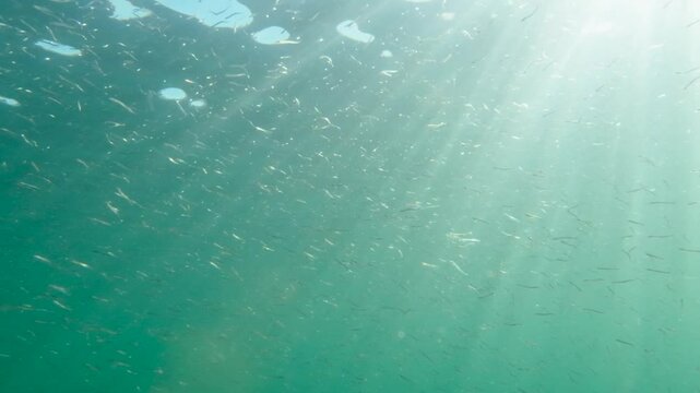 Large school of bait fish swimming in the open ocean.