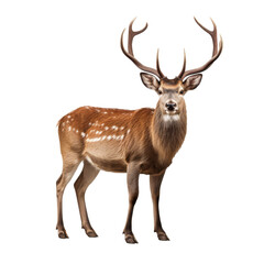 A deer isolated on transparent background