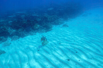白い砂地をゆったりと泳ぐ大きく美しいアオウミガメ（ウミガメ科）。

東京都伊豆諸島式根島 - 2021年3月


Large, beautiful green sea turtles (Chelonia mydas) swim leisurely through coral reefs.
