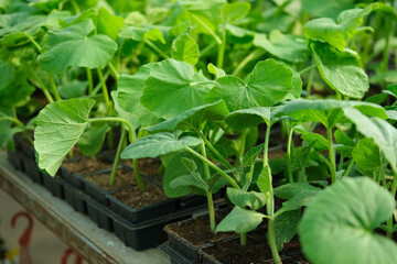 Young cucumber seedlings growing in plastic pots, containers. Gardening concept. Seedling ready to be planted in ground from garden tray. Young sprouts. Growing from seeds. Healthy food production.