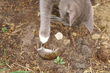Obraz premium Cat catches a mouse. Cat catching a mice outdoors in a garden backyard. Gray kitten playing with captive little gerbil mouse in a grass. Cats&mice. Stripped feline hunting the mouse on a farm.