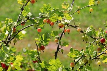 Ripe gooseberries in the garden on the bush during summer. Gooseberry harvest. blurred foliage background 