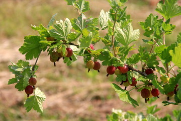 Ripe gooseberries in the garden on the bush during summer. Gooseberry harvest. blurred foliage background 