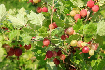 Ripe gooseberries in the garden on the bush during summer. Gooseberry harvest. blurred foliage background 