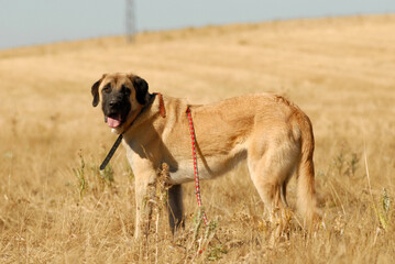Perros de la protectora de animales
