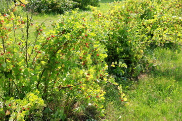 Fototapeta premium Ripe gooseberries in the garden on the bush during summer. Gooseberry harvest. blurred foliage background 
