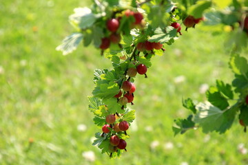 Obraz premium Ripe gooseberries in the garden on the bush during summer. Gooseberry harvest. blurred foliage background 