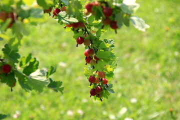 Ripe gooseberries in the garden on the bush during summer. Gooseberry harvest. blurred foliage background 