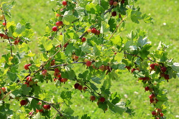 Ripe gooseberries in the garden on the bush during summer. Gooseberry harvest. blurred foliage background 