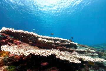 美しいエンタクミドリイシ（ミドリイシ科）の群生とデバスズメダイ、ソラスズメダイ（スズメダイ科）、ゴマハギ（ニザダイ科）他の群れ
東京都伊豆諸島式根島-2021年3月
Blue green damselfish (Chromis viridis), Heavenly Damselfish (Pomacentrus coelestis), Twotone tang (Zebrasoma scopas)