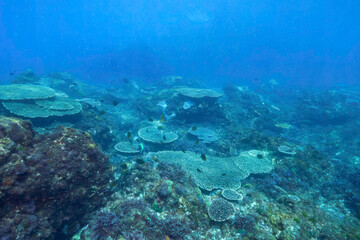 美しいテーブルサンゴとツノダシ（ツノダシ科）、サザナミヤッコ（キンチャクダイ科）、キンギョハナダイ（ハナダイ亜科）、キホシスズメダイ（スズメダイ科）他の群れ
東京都伊豆諸島式根島 - 2021年3月
Zebra angelfish (Pomacanthus semicirculatus)
Moorish Idol juvenile (Zanclus cornutus)
Sea Goldie 