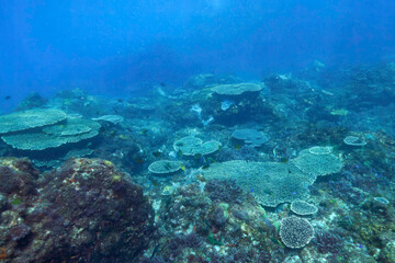 美しいテーブルサンゴとツノダシ（ツノダシ科）、サザナミヤッコ（キンチャクダイ科）、キンギョハナダイ（ハナダイ亜科）、キホシスズメダイ（スズメダイ科）他の群れ
東京都伊豆諸島式根島 - 2021年3月
Zebra angelfish (Pomacanthus semicirculatus)
Moorish Idol juvenile (Zanclus cornutus)
Sea Goldie 