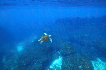 サンゴ礁をゆったりと泳ぐ大きく美しいアオウミガメ（ウミガメ科）。

東京都伊豆諸島式根島 - 2021年3月


Large, beautiful green sea turtles (Chelonia mydas) swim leisurely through coral reefs.
