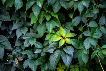 Green hedge of leaves of wild grapes. Dense hedgerow. Natural texture with bright accent. Plant background. Beautiful nature wallpaper. Garden decoration. A wall overgrown with ivy. High quality