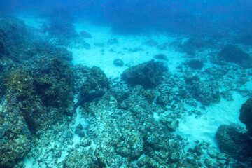 大きな美しいドチザメ（ドチザメ科）。

東京都伊豆諸島式根島 - 2021年3月

英名、学名：Banded Houndshark, Shark (Triakis scyllium.
