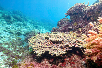 テーブルサンゴに住む可愛いフタスジリュウキュウスズメダイ、ミツボシクロスズメダイ（スズメダイ科）、ヤリカタギ（チョウチョウウオ科）幼魚他
式根島-2021年3月
英名、学名：Chevron Butterflyfish (Chaetodon trifascialis)
Reticulated Dascyllus (Dascyllus reticulatus)
Threespot dascyllus