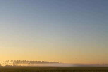 Morning mist over a field with trees silhouetted against a clear sky at sunrise