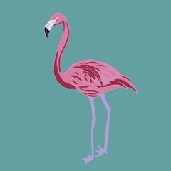 illustration of a flamingo