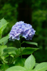 紫陽花