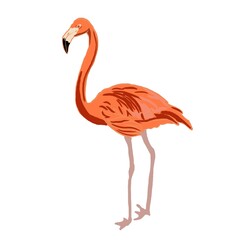 pink flamingo isolated on white