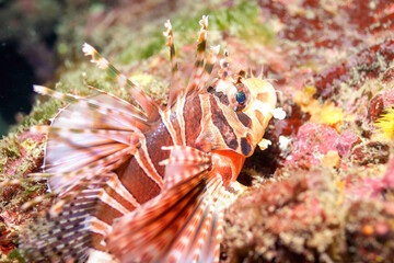 広げた羽根が美しいキリンミノ（フサカサゴ科）。

東京都伊豆諸島式根島 - 2021年3月

The Beautiful Zebra turkeyfish (Dendrochirus zebra) and others. 
