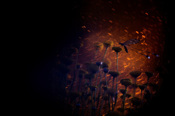 Mysterious dragonfly in dark ambiance among flowers