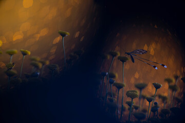 Nemoptera bipennis on a flower against a bokeh background