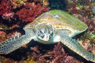 Fototapeta premium 岩場で休む美しく大きなアオウミガメ（ウミガメ科）。東京都伊豆諸島式根島 - 2021年3月英名、学名：Green sea turtle (Chelonia mydas) 