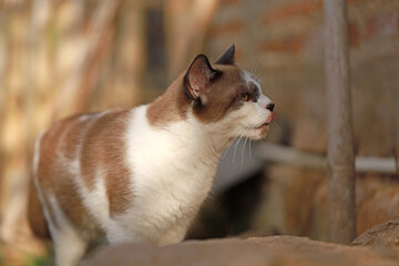 a male cat or Felis catus, with a very beautiful coat color.