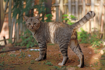 Close-up photo, a male cat or Felis catus. staring at the camera