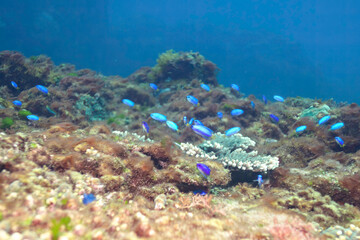 エンタクミドリイシの群生とデバスズメダイ、ソラスズメダイ（スズメダイ科）、ヤリカタギ（チョウチョウウオ科）他群れ
東京都伊豆諸島式根島-2021年3月
Blue green damselfish (Chromis viridis)
Heavenly Damselfish (Pomacentrus coelestis)
Chevron Butterflyfish (Chaetodon aurites