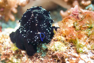 星空のように美しい外套膜を持つ、不思議なウミウサギガイ（ウミウサギ科）。

東京都伊豆諸島式根島 - 2021年3月

The mysterious Common Egg Cowry (Ovula ovum) has a mantle as beautiful as a starry sky.
