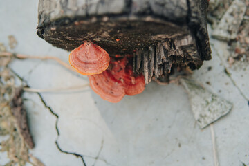 A log with bracket fungus or Polypore mushrooms growing on it. The log is on a concrete surface.