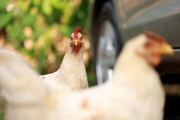 close-up photo of a chicken or Gallus gallus domesticus, looking at the camera, blurred background