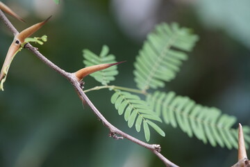 Acacia cornigera (L.) Willd. Family Leguminosae, genus Acacia. Hanover Berggarten, Germany.