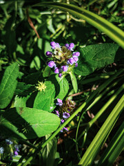 wildflowers in vivo on a green background