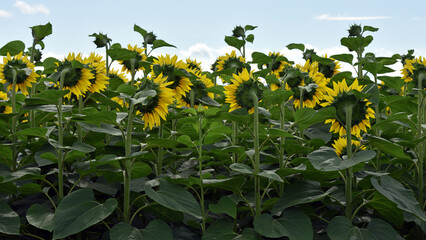 sunflower in the field. Large flowers of a sunflower in the sunlight. Yellow flowers and green...