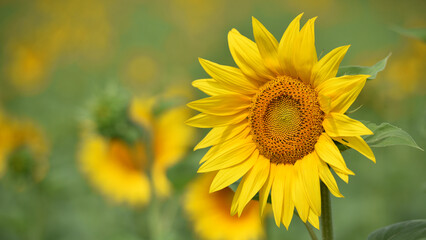 large yellow sunflower for background. Yellow sunflowers in sunlight. good harvest concept, bright sunny flower. farming, vegetable garden, field, growing seeds for oil. close-up