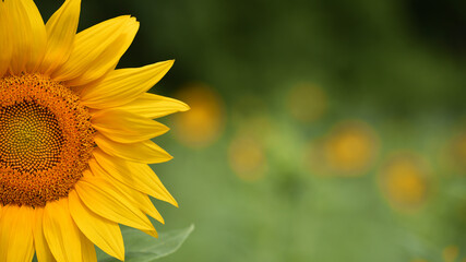 Obraz premium big bright yellow sunflower in the field. Large flowers of a sunflower in the sunlight. Yellow flowers on a farm field. Agriculture concept, organic products, good harvest. Growing seeds for oil.