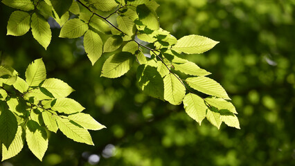 green leaves. A beautiful fresh green leaf highlighted by the sun. beautiful background, young leaves. nature in spring or summer. the concept of the freshness of a forest or park, nature minimal