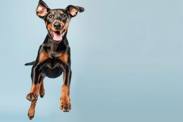Happy Doberman Pinscher dog jumping on blue background