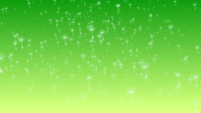 Dandelion flower blooms floating falling from sky with soft gradient pastel background visual effects motion graphics 3D dynamic abstract green lime
