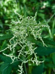 Nettle with fluffy green leaves. Medicinal plant nettle